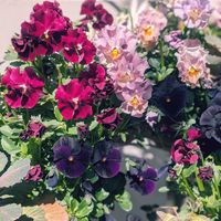 ビオラ,寄せ植え,リースの画像