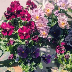 ビオラ,寄せ植え,リースの画像