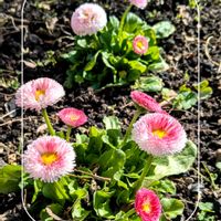 スイセン,デージー,ハツユキカズラ,ガーデニング,花のある暮らしの画像