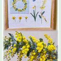 オーニソガラム,パンジー,ビオラ,光るオブツーサ,ミモザの画像