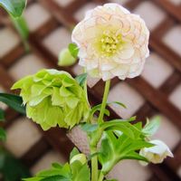 クリスマスローズ,バコパ,幸せな時間,繋がりに感謝,癒やしの場所の画像