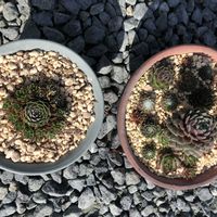 子持ち蓮華,センペルビウムの画像