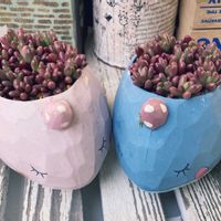 セダム・オーロラの画像