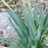スイセン,花芽,春到来！,庭の画像