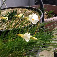 セツブンソウ,ペチコート水仙,実生,山野草,新潟県の画像