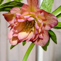 クリスマスローズ,鉢植え,クリスマスローズ・ダブル,アプリコット色の画像