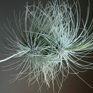 チランジア,サボテン,フックシー,多肉植物,観葉植物の画像