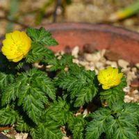 ジンチョウゲ,ハス,ボタン,福寿草,福寿草の画像