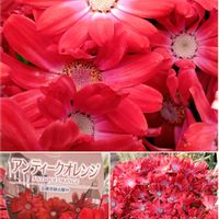 つぼみ！！,ホンコンドウダン ピンクシャンデリア,ホンコンドウダン ピンクシャンデリア,サイネリア アンティークオレンジ,サイネリア アンティークオレンジの画像