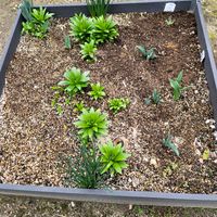 ユリ,さくらんぼの花の画像