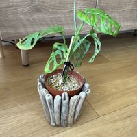 マドカズラ,キッチンの画像