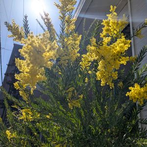 アカシア・ゴールドチップ,アカシア・ゴールドチップ,オージープランツ,寄せ鉢,車庫の画像