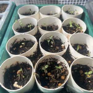 ビニール温室,家庭菜園の画像