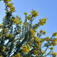ミモザ,パールアカシア,庭木,花木,シンボルツリーの画像