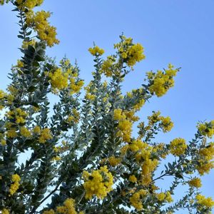 ミモザ,パールアカシア,庭木,花木,シンボルツリーの画像