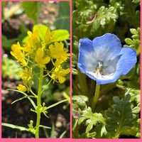 ルッコラ,ルッコラ,レタス,レタス,チマサンチュの画像