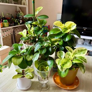 ペペロミア,観葉植物,葉挿し,水挿し,リビング・ダイニングの画像