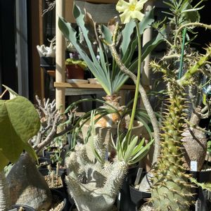 ペラルゴニウム,パキポディウム,ペラルゴニウム・ミラビレ,パキポディウム イノピナツム,リセットします‼️の画像