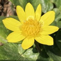 ヒメリュウキンカ,ヒメリュウキンカ,鉢植え,花壇,ガーデニングの画像