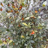 キンカンの画像