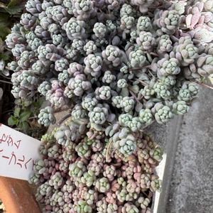 日本水仙,パープルへイズ,セダム属,多肉棚の画像