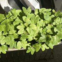 アサガオ,発芽☆,発芽,良い天気,双葉の画像