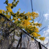 チューリップ,ニゲラ,ルビーネックレス,ミモザ,サフィニアの画像