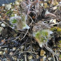 オキナグサ,翁草（おきなぐさ),鉢植え,マイガーデン,チーム岐阜の画像