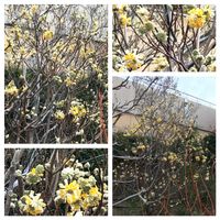 オウバイ,グレビレア,マンサク,ミツマタ,パークスガーデンの画像