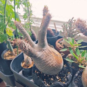 パキポディウム・グラキリス,珍奇植物,富士砂,起きた！,現地球の画像