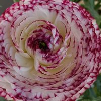 子持ち蓮華,シンビジューム,病気に負けない,大好きな多肉植物,優しいお友達の画像