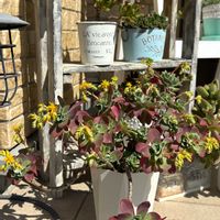 白牡丹,火祭り,樹氷,春萌,虹の玉の画像