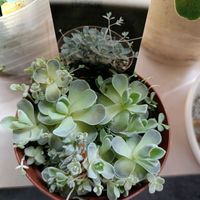 子持ち蓮華の画像