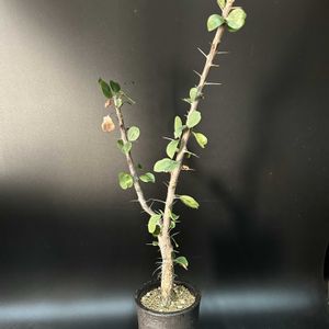 多肉植物,観葉植物,塊根植物,コーデックス,珍奇植物の画像