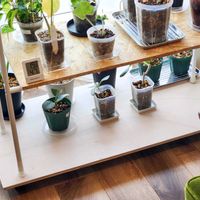 フィカス ベンガレンシス,フィカス ベンガレンシス,観葉植物,室内組,フィカス属の画像