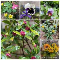 ビデンス,西洋オダマキ「キリガミ」,花のある暮らし,とにかくGS 楽しもう！,まいにちが☆記念日の画像