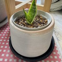 サンスベリアの画像