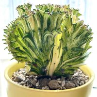 マハラジャ,ユーフォルビア マハラジャ,キング マハラジャ,多肉植物,ユーフォルビアの画像