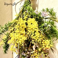 ミモザ,スワッグ,花のある暮らし,GSに感謝。,今日のお花の画像