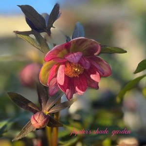 クリスマスローズ,大和園 クリスマスローズ,チョコレートヴェール,ナチュラルガーデン,ジャンクガーデンの画像