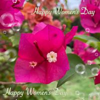 ブーゲンビリア,赤い花,ピンク色の花,南国の花,お出かけ先の画像