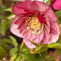 ガーベラ,クリスマスローズ,河津桜,クリスマスローズ ダブルピコティ,河津桜(カワヅザクラ)の画像