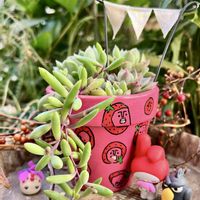 ラズベリー,ルビーネックレス,多肉植物寄せ植え,エケベリア属,キュンキュン♡の画像