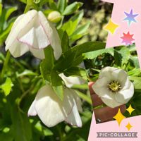 ラナンキュラスラックス,花のある暮らし,癒し♡,挿木,ばら バラ 薔薇の画像