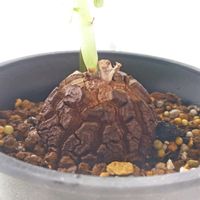 サボテン,亀甲竜,アフリカ亀甲竜,塊根植物,コーデックスの画像