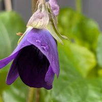 ニオイスミレ,可愛い,花のある暮らし,富山支部の画像