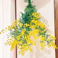 ミモザ,ミモザ,イングリッシュガーデン,春のお花,小さな庭の画像