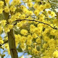 ミモザ,ギンヨウアカシア,可憐な花,今日のお花,幸せの黄色いお花の画像