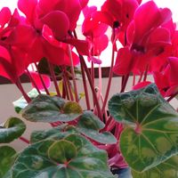 シクラメン,鉢植え,癒し,葉っぱ,花のある暮らしの画像