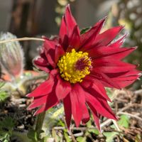 オキナグサ,オキナグサ,雪割草,チーム愛知,Juneの会の画像